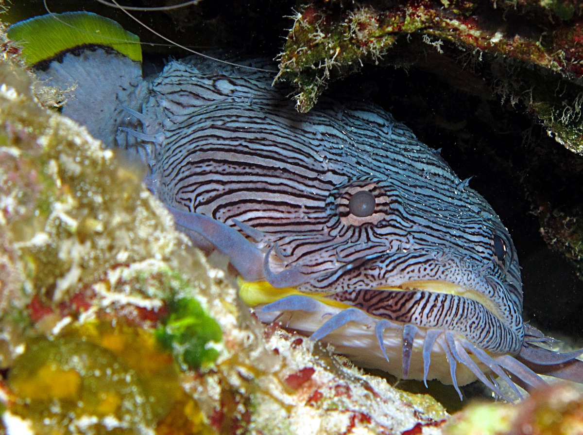 Splendid Toadfish - Sanopus splendidus