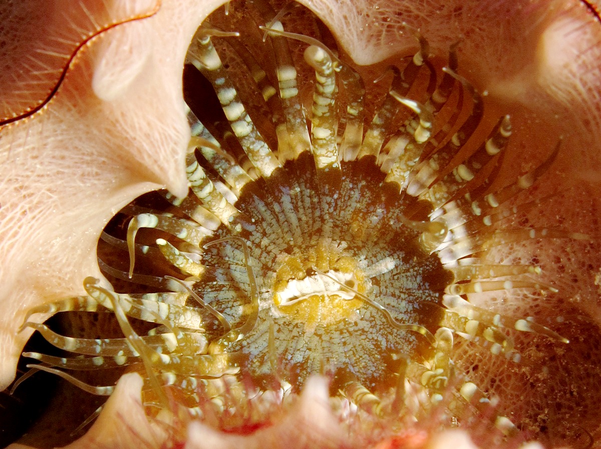 Sponge Anemone -  - Bonaire