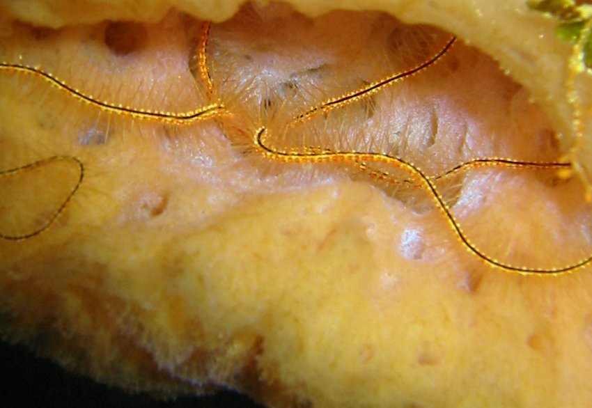 Sponge Brittle Star - Ophiothrix suensonii