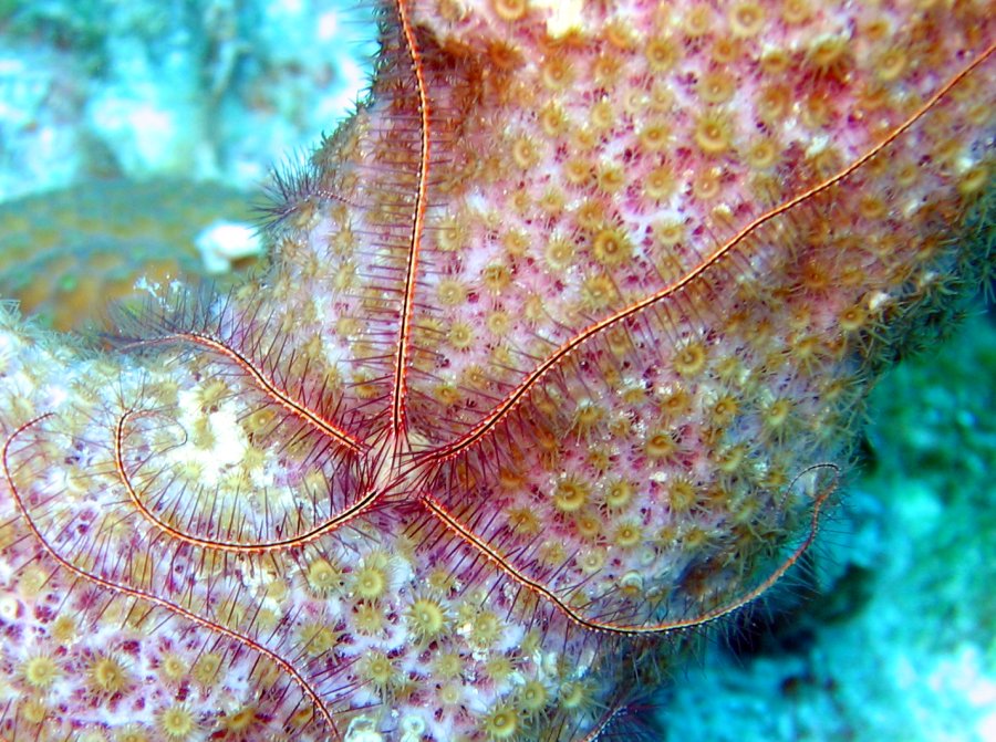 Sponge Brittle Star - Ophiothrix suensonii