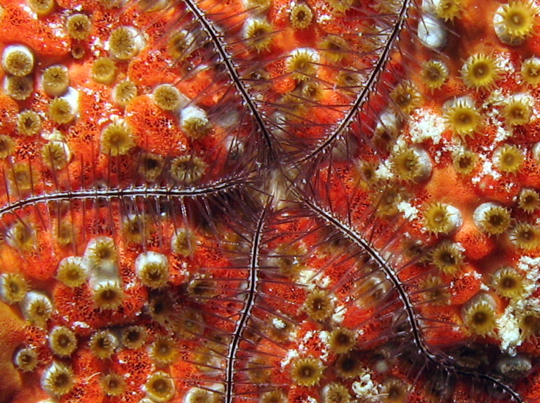 Sponge Brittle Star - Ophiothrix suensonii