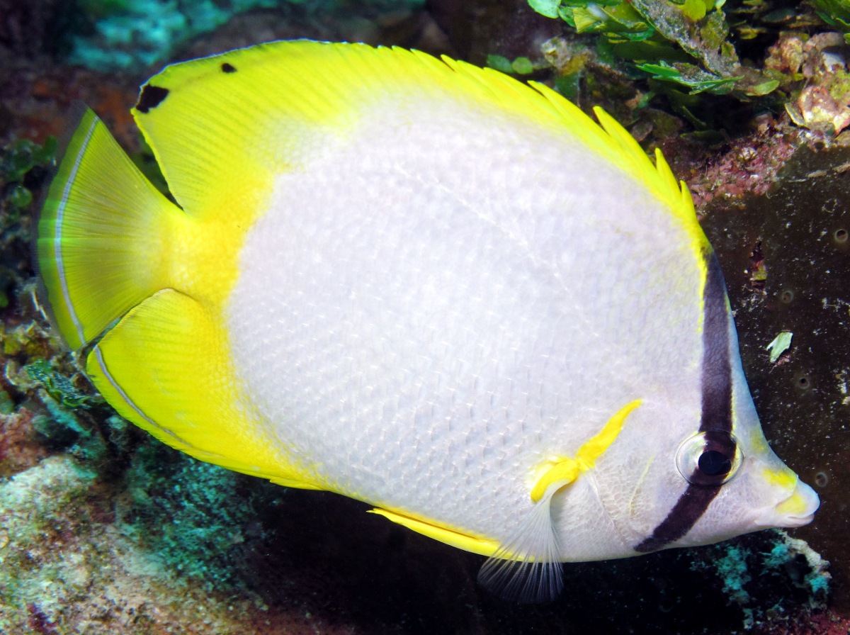 Spotfin Butterflyfish - Chaetodon ocellatus