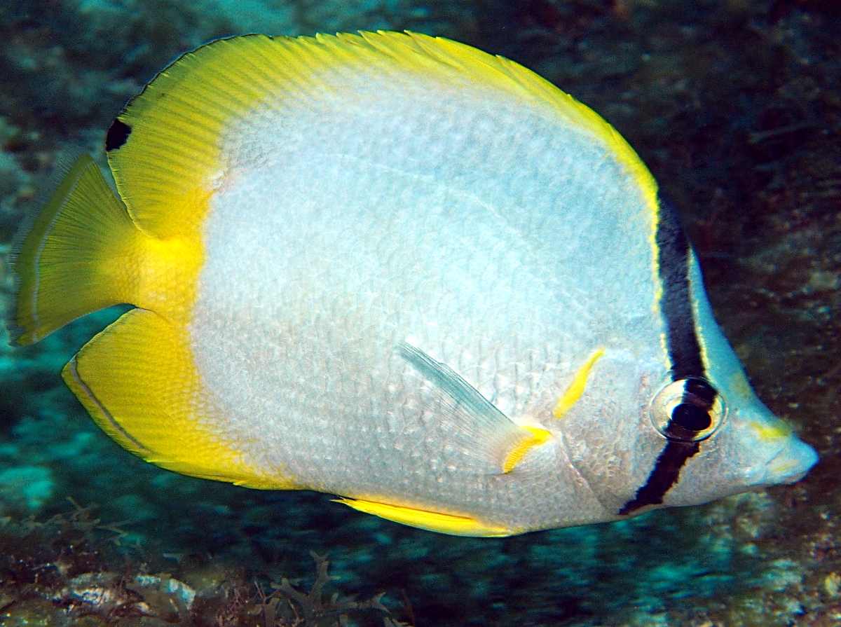 Spotfin Butterflyfish - Chaetodon ocellatus