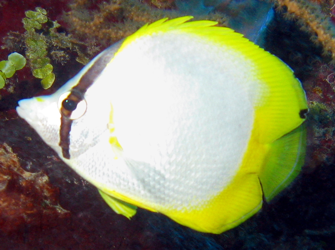 Spotfin Butterflyfish - Chaetodon ocellatus