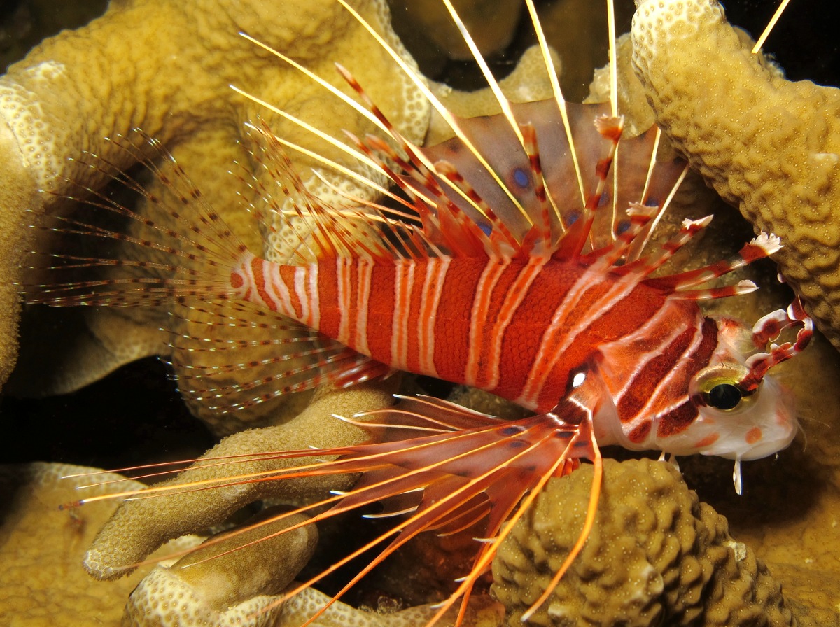 Spotfin Lionfish - Pterois antennata
