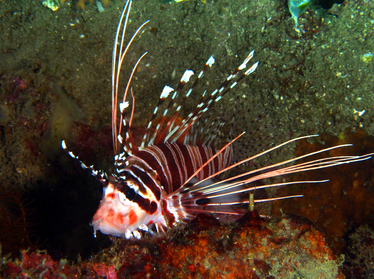 Spotfin Lionfish - Pterois antennata