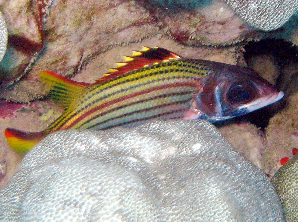 Spotfin Squirrelfish - Neoniphon sammara
