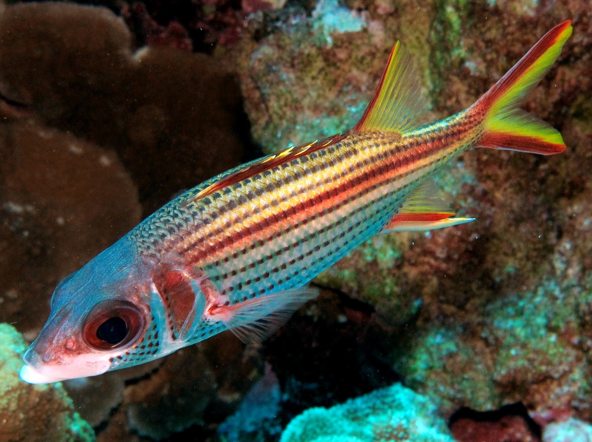 Spotfin Squirrelfish - Neoniphon sammara