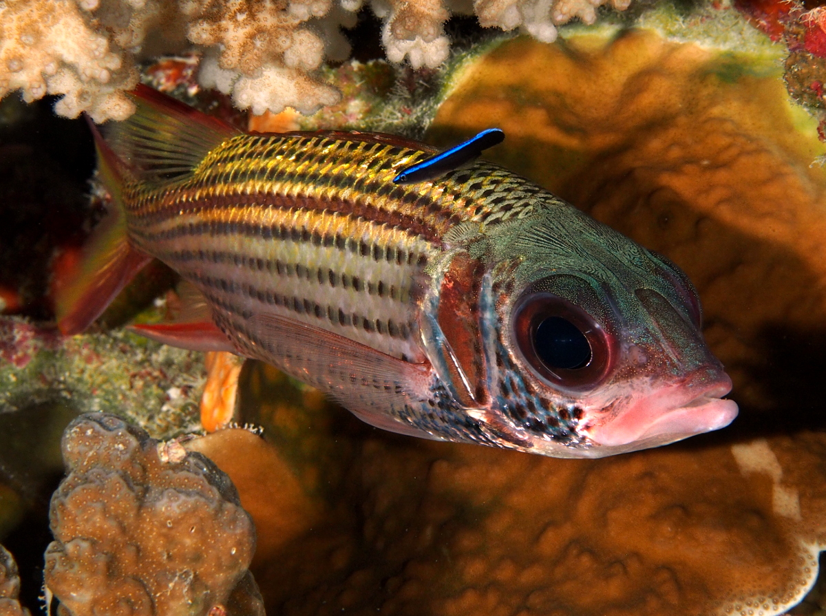 Spotfin Squirrelfish - Neoniphon sammara