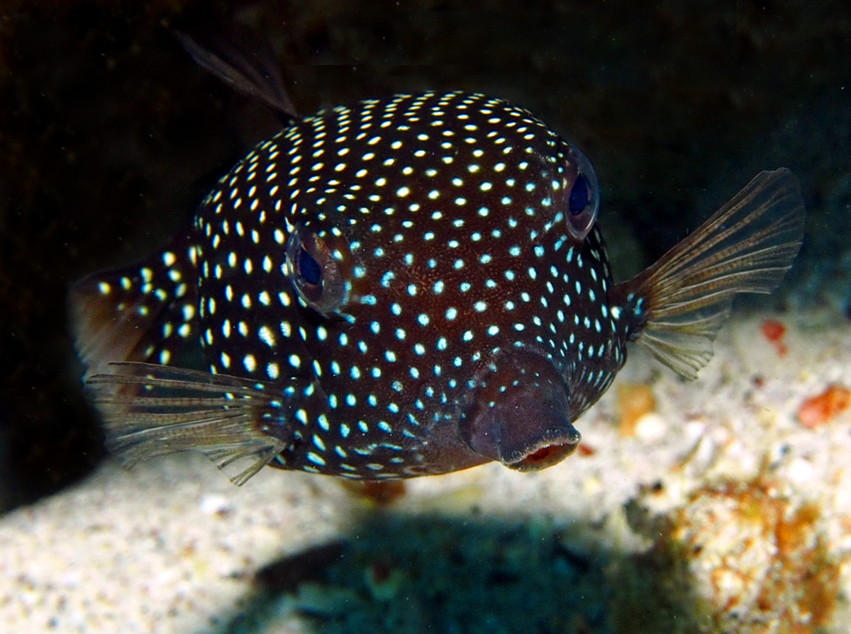 Spotted Boxfish - Ostracion meleagris