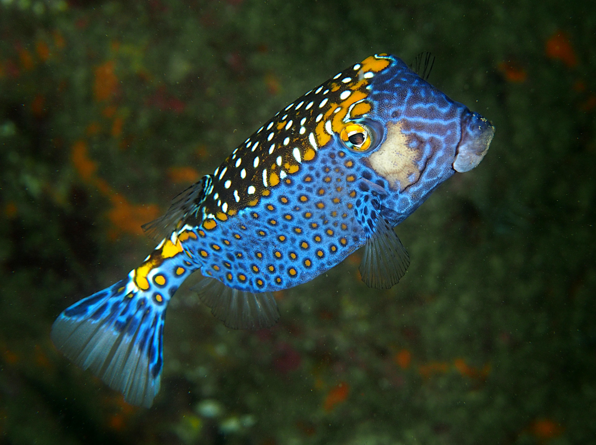 Spotted Boxfish - Ostracion meleagris