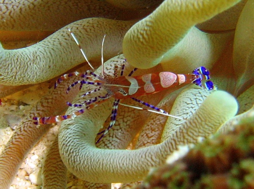 Spotted Cleaner Shrimp - Periclimenes yucatanicus