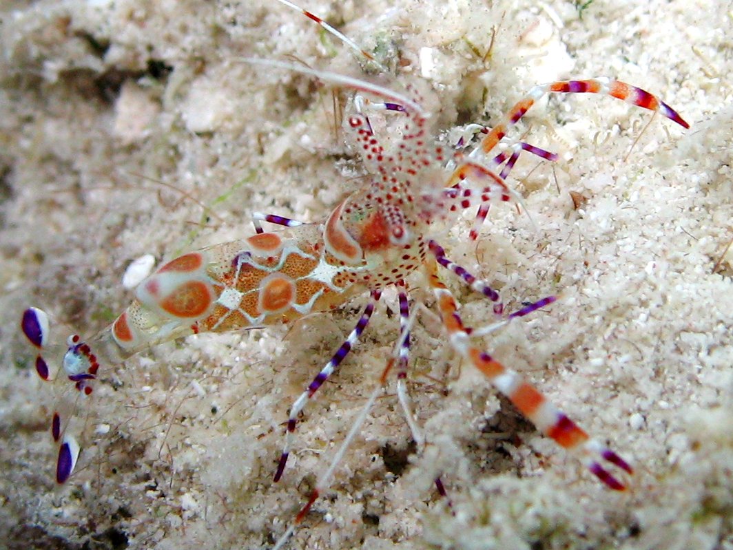 Spotted Cleaner Shrimp - Periclimenes yucatanicus