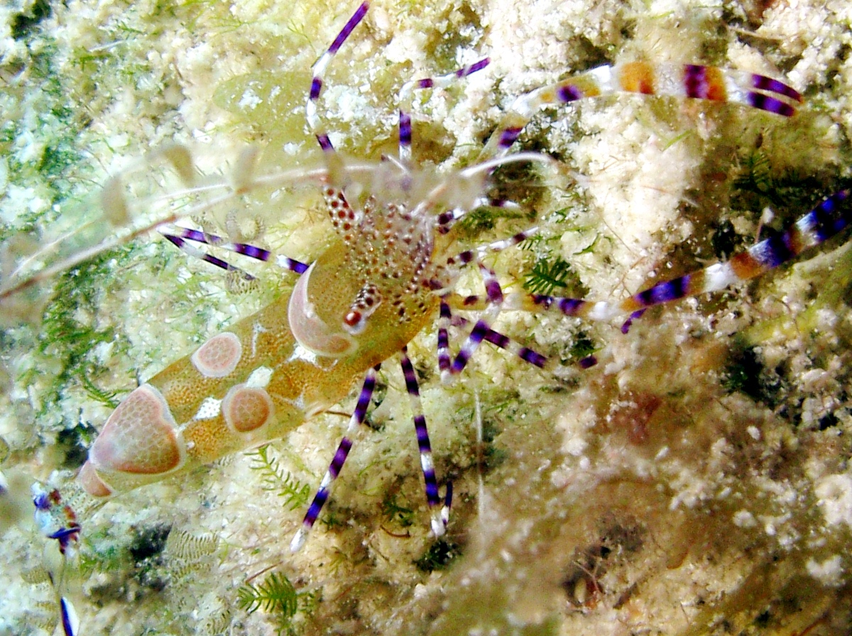 Spotted Cleaner Shrimp - Periclimenes yucatanicus