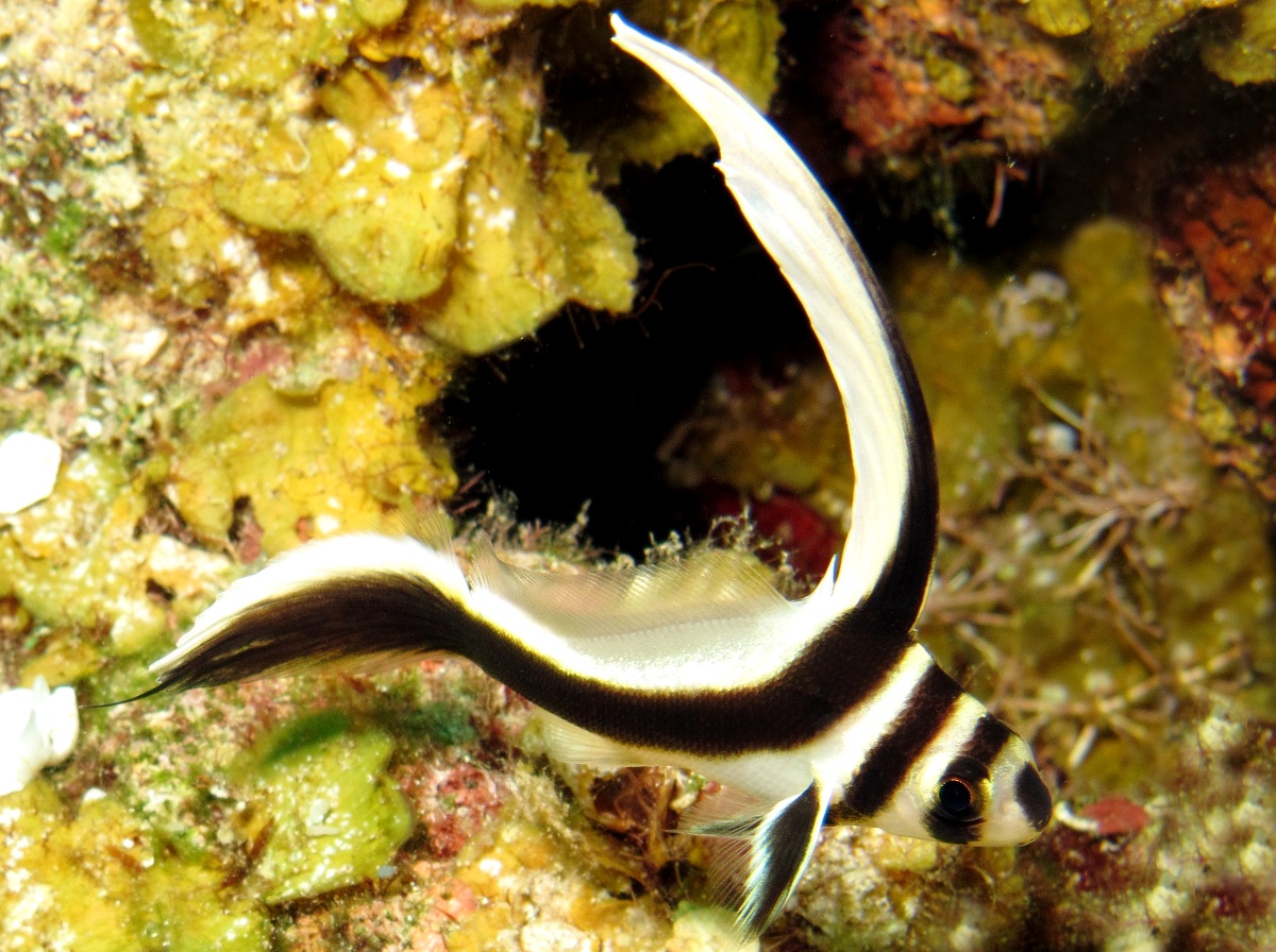 Spotted Drum - Equetus punctatus