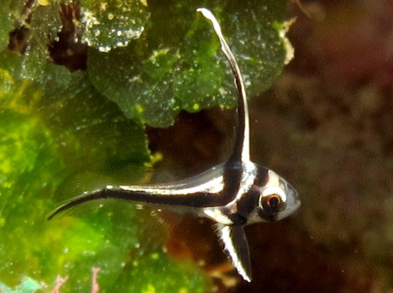 Spotted Drum - Equetus punctatus