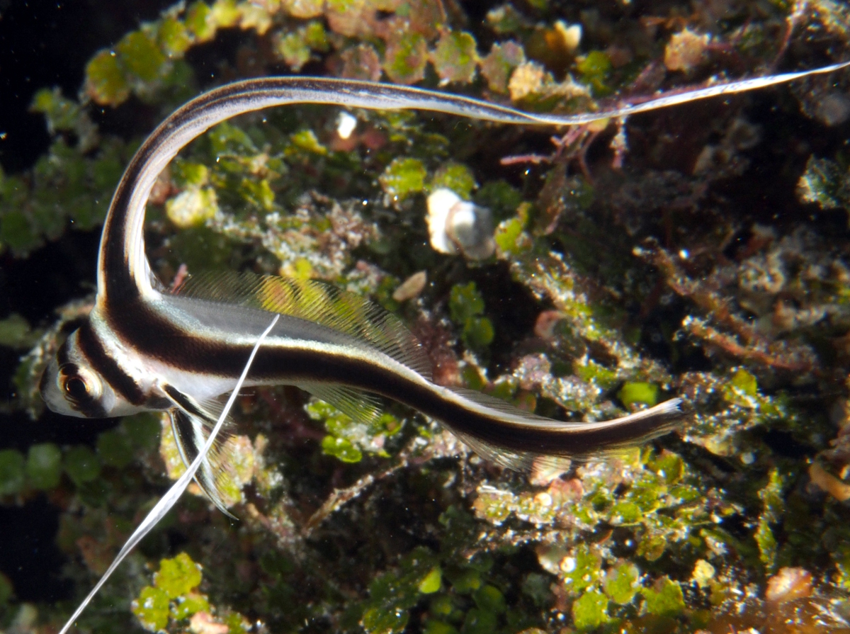Spotted Drum - Equetus punctatus
