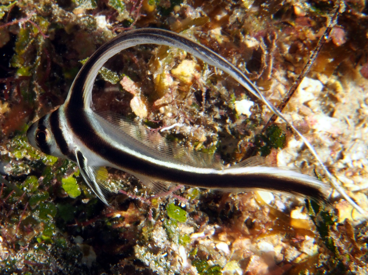 Spotted Drum - Equetus punctatus