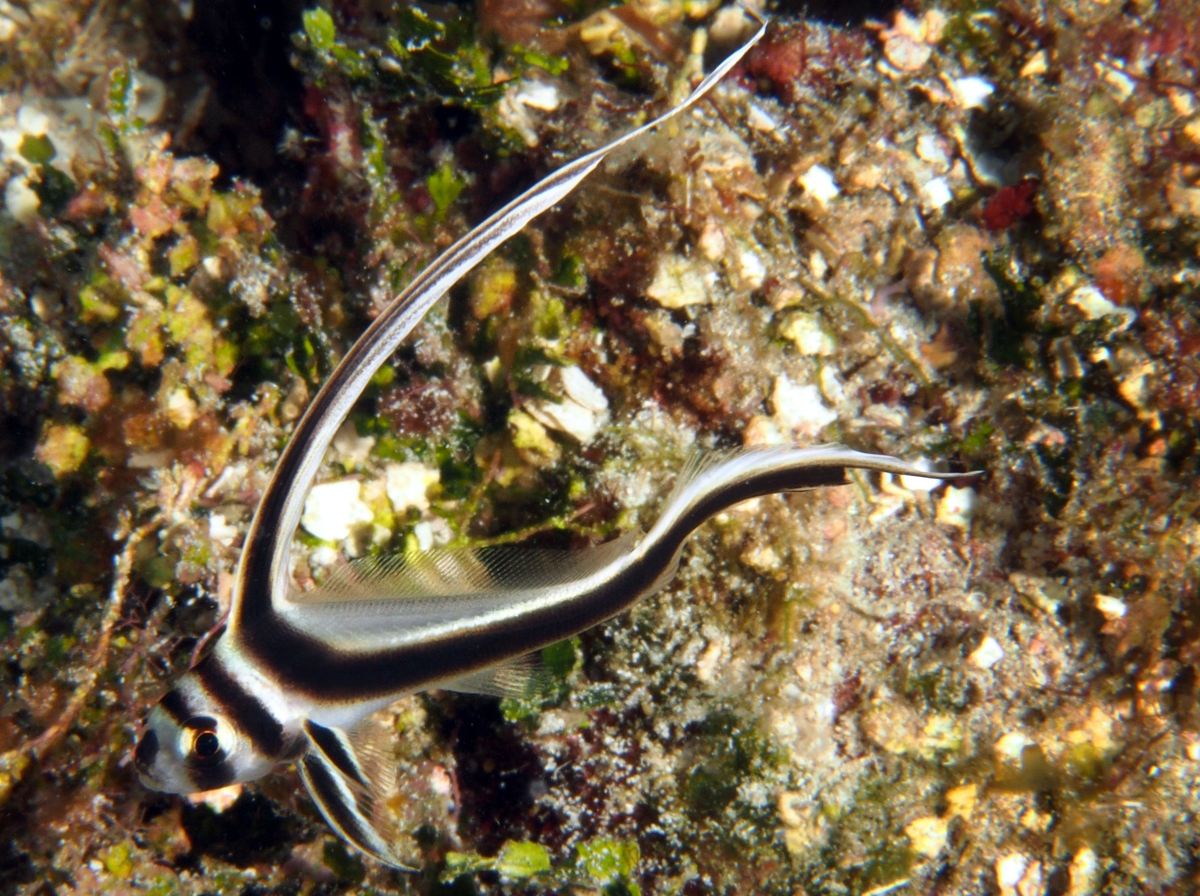 Spotted Drum - Equetus punctatus