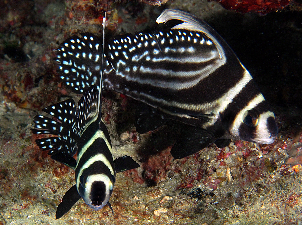 Spotted Drum - Equetus punctatus