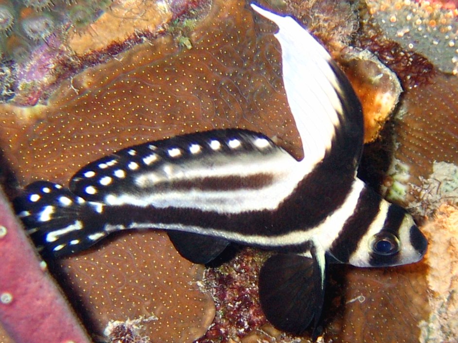 Spotted Drum - Equetus punctatus