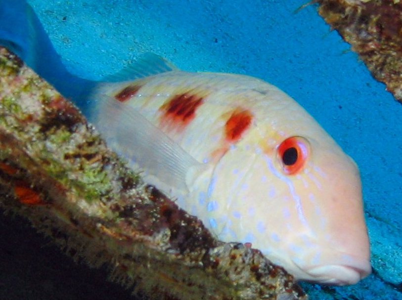 Spotted Goatfish - Pseudupeneus maculatus