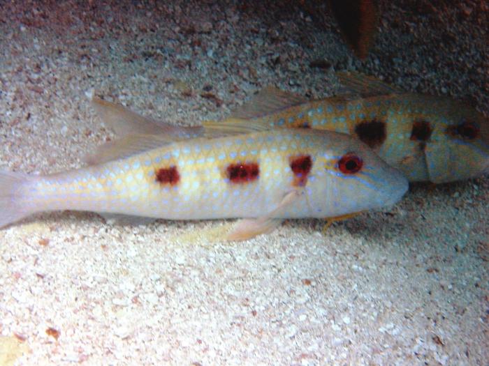 Spotted Goatfish - Pseudupeneus maculatus