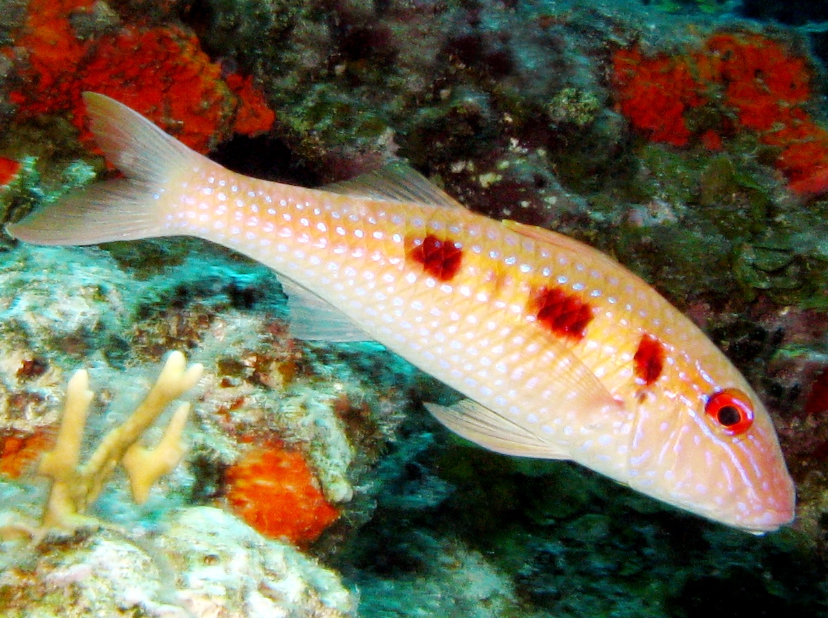 Spotted Goatfish - Pseudupeneus maculatus