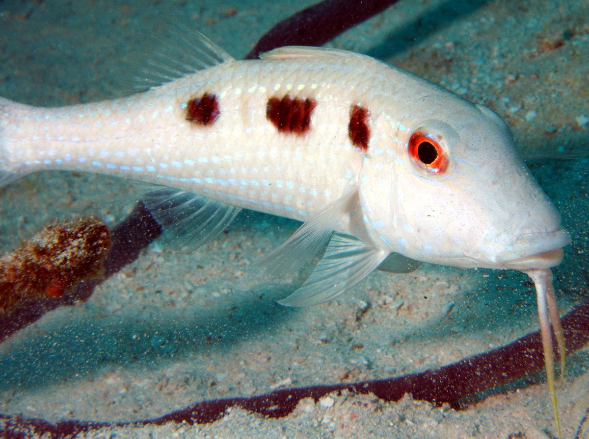 Spotted Goatfish - Pseudupeneus maculatus