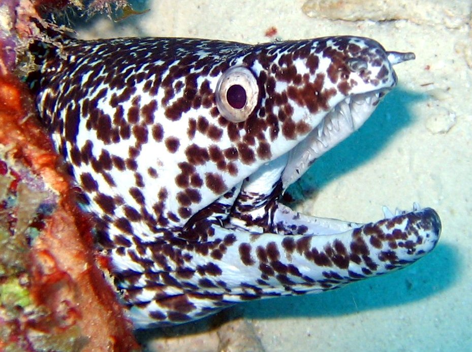 Spotted Moray Eel - Gymnothorax moringa