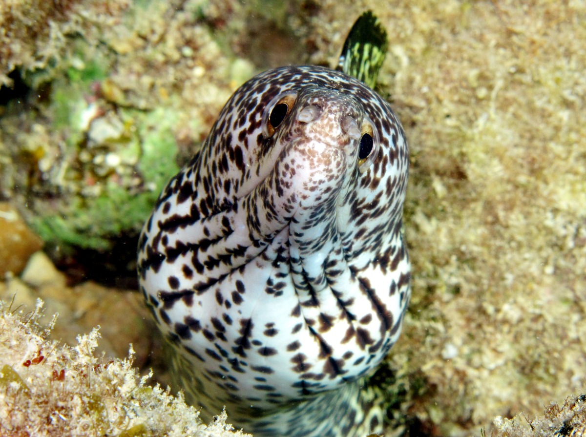 Spotted Moray Eel - Gymnothorax moringa