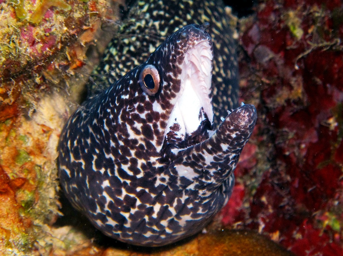 Spotted Moray Eel - Gymnothorax moringa