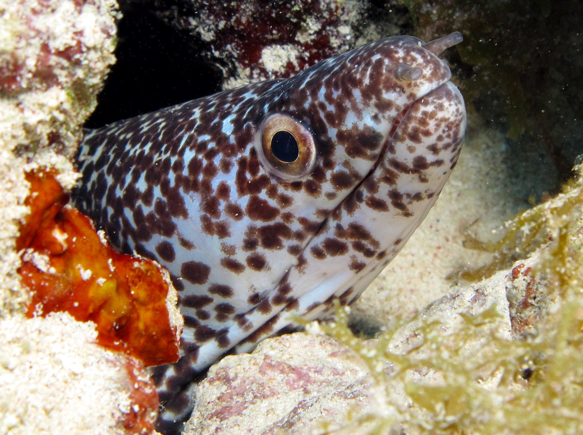 Spotted Moray Eel - Gymnothorax moringa