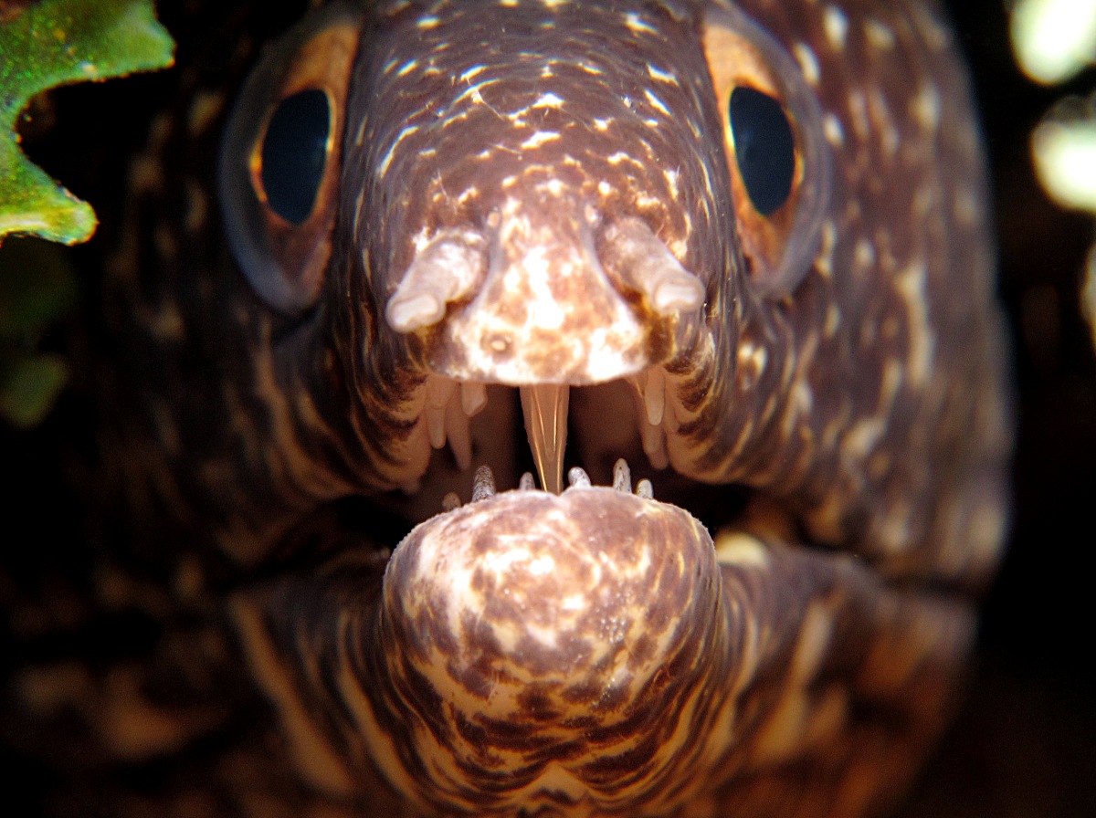 Spotted Moray Eel - Gymnothorax moringa