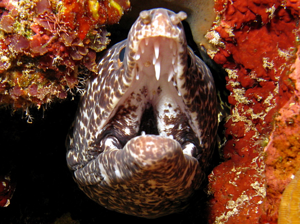Spotted Moray Eel - Gymnothorax moringa