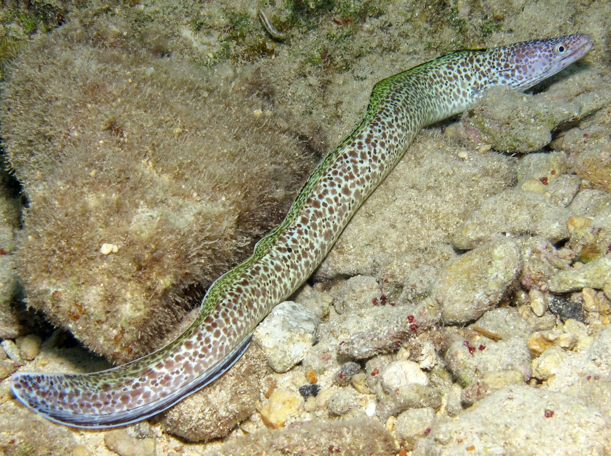 Spotted Moray Eel - Gymnothorax moringa
