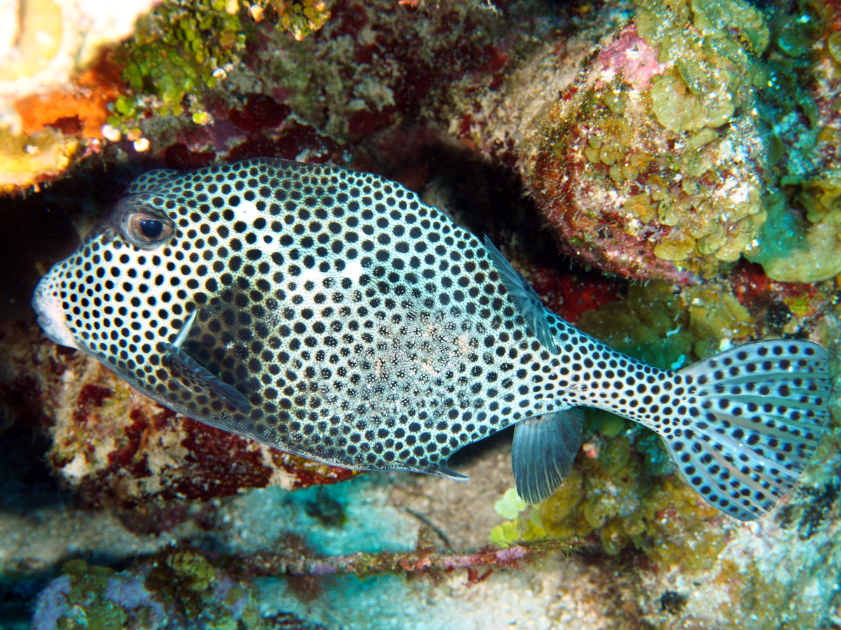 Spotted Trunkfish - Lactophrys bicaudalis