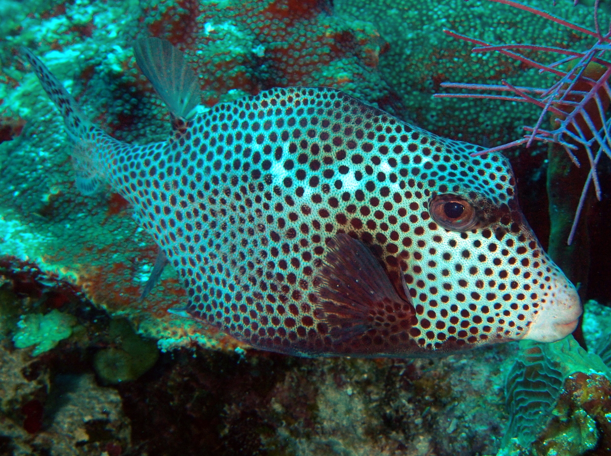 Spotted Trunkfish - Lactophrys bicaudalis