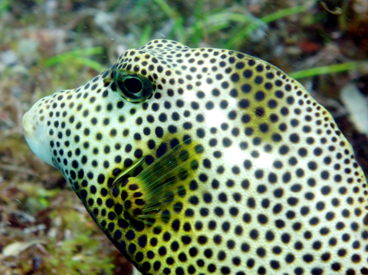 Spotted Trunkfish - Lactophrys bicaudalis