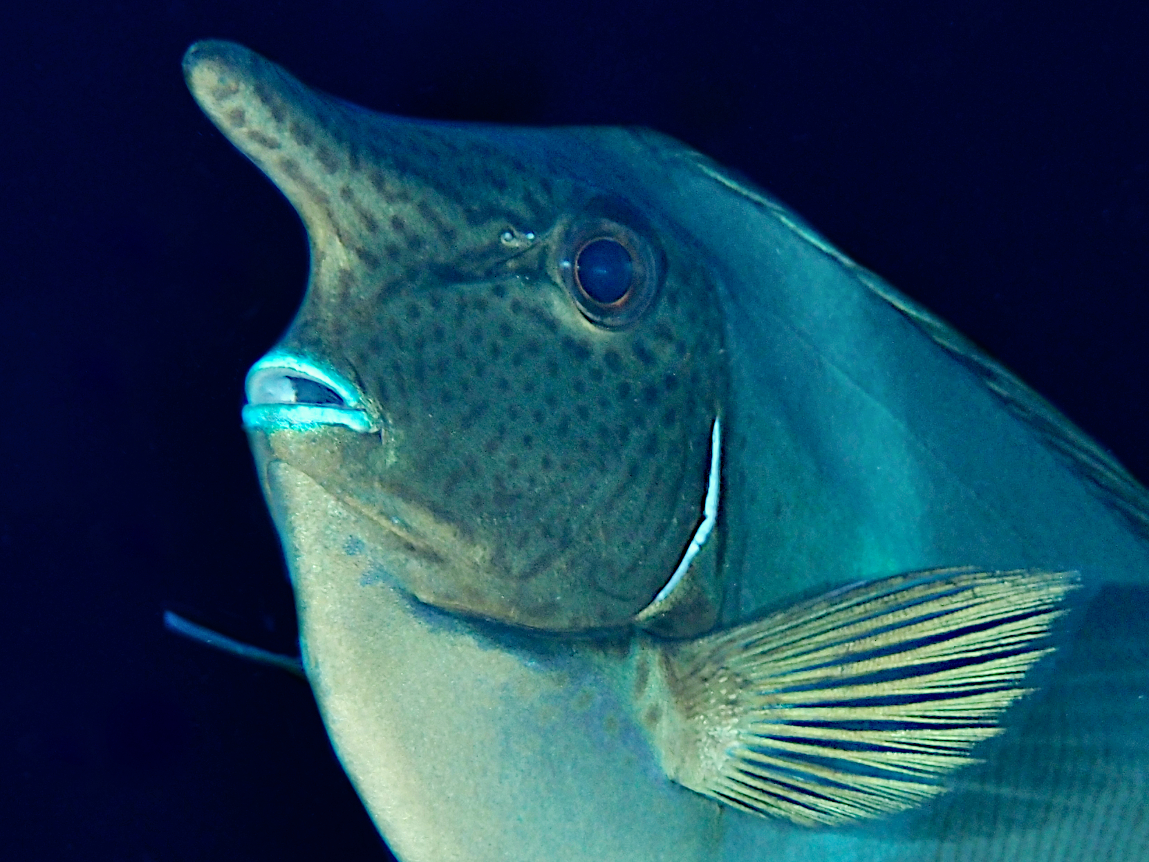 Paletail Unicornfish - Naso brevirostris