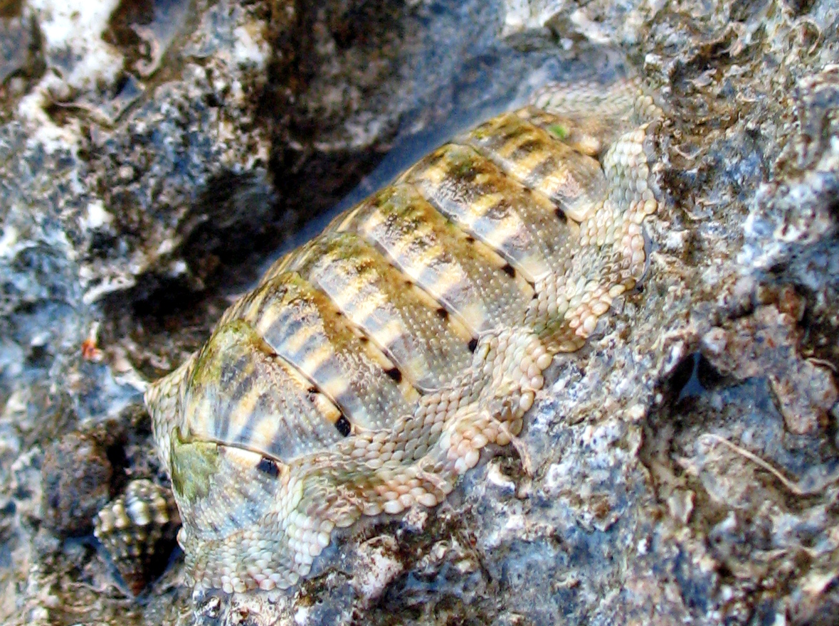 Squamose Chiton - Chiton squamosum