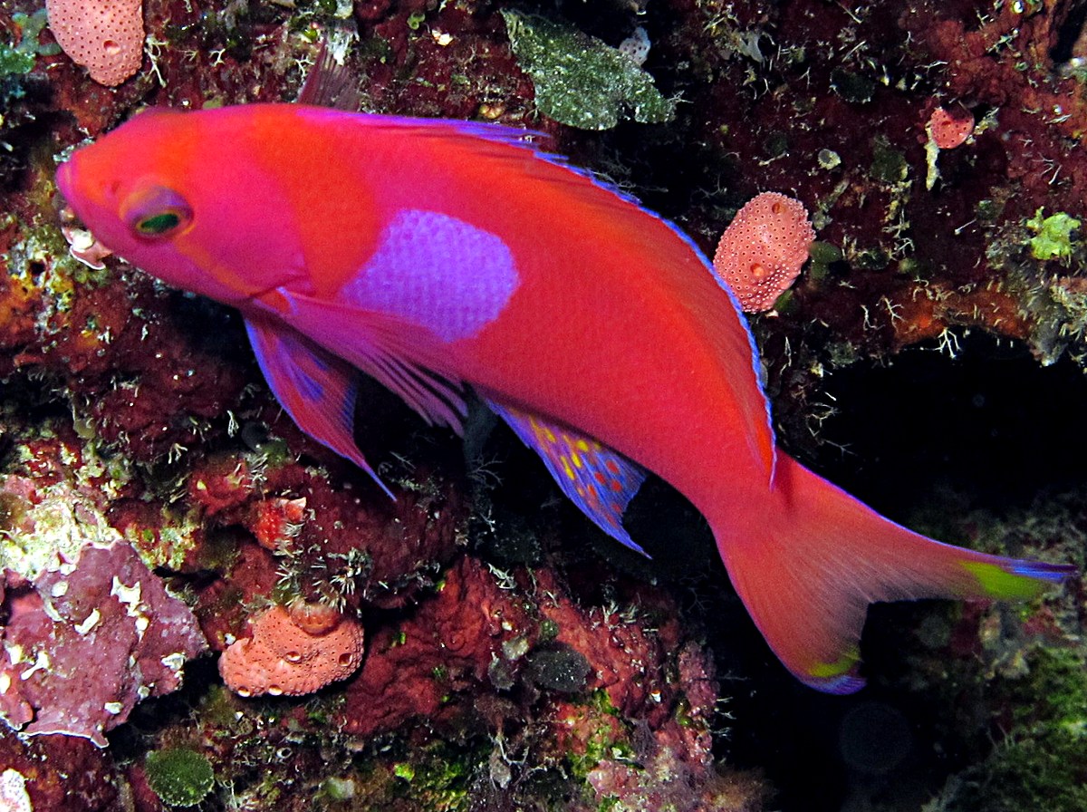 Squarespot Anthias - Pseudanthias pleurotaenia