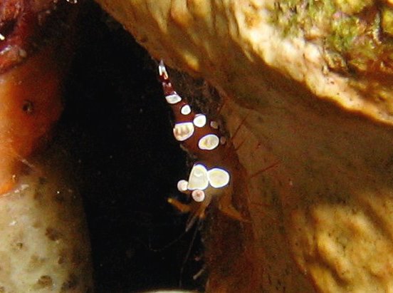 Squat Anemone Shrimp - Thor amboinensis