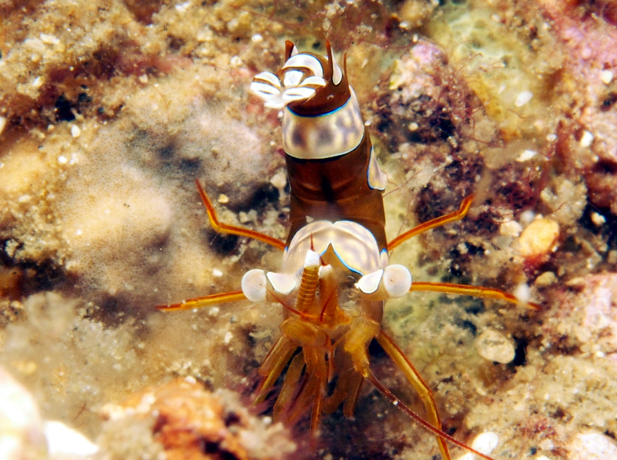 Squat Anemone Shrimp - Thor amboinensis