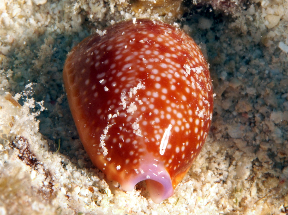 Half-Swimmer Cowry - Staphylaea semiplota