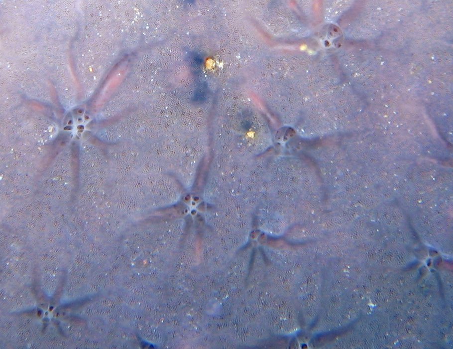 Star Encrusting Sponge - Halisarca sp.