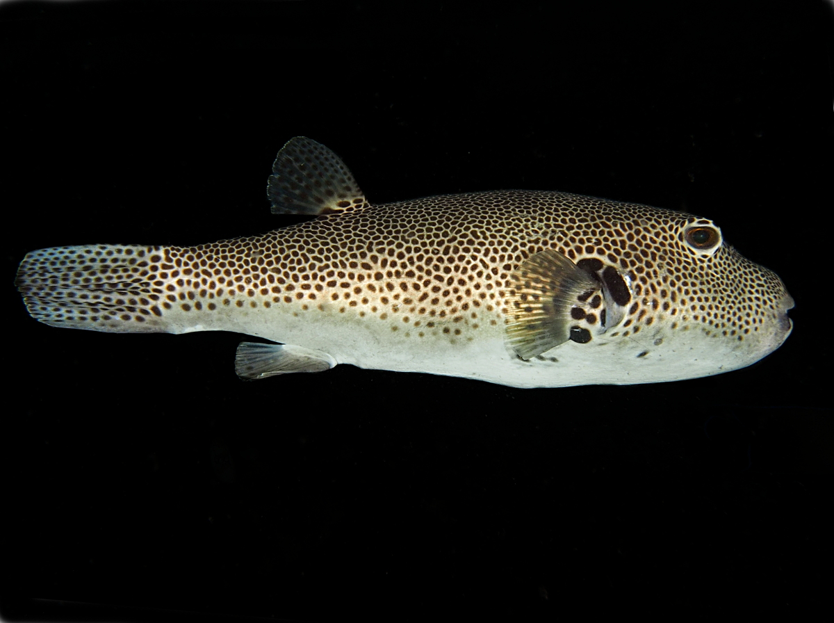Star Puffer - Arothron stellatus