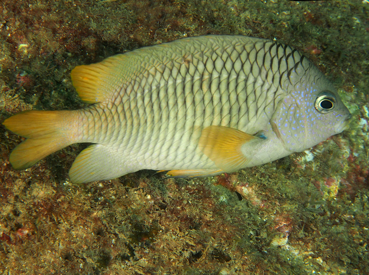 Beaubrummel - Stegastes flavilatus - Cabo San Lucas, Mexico