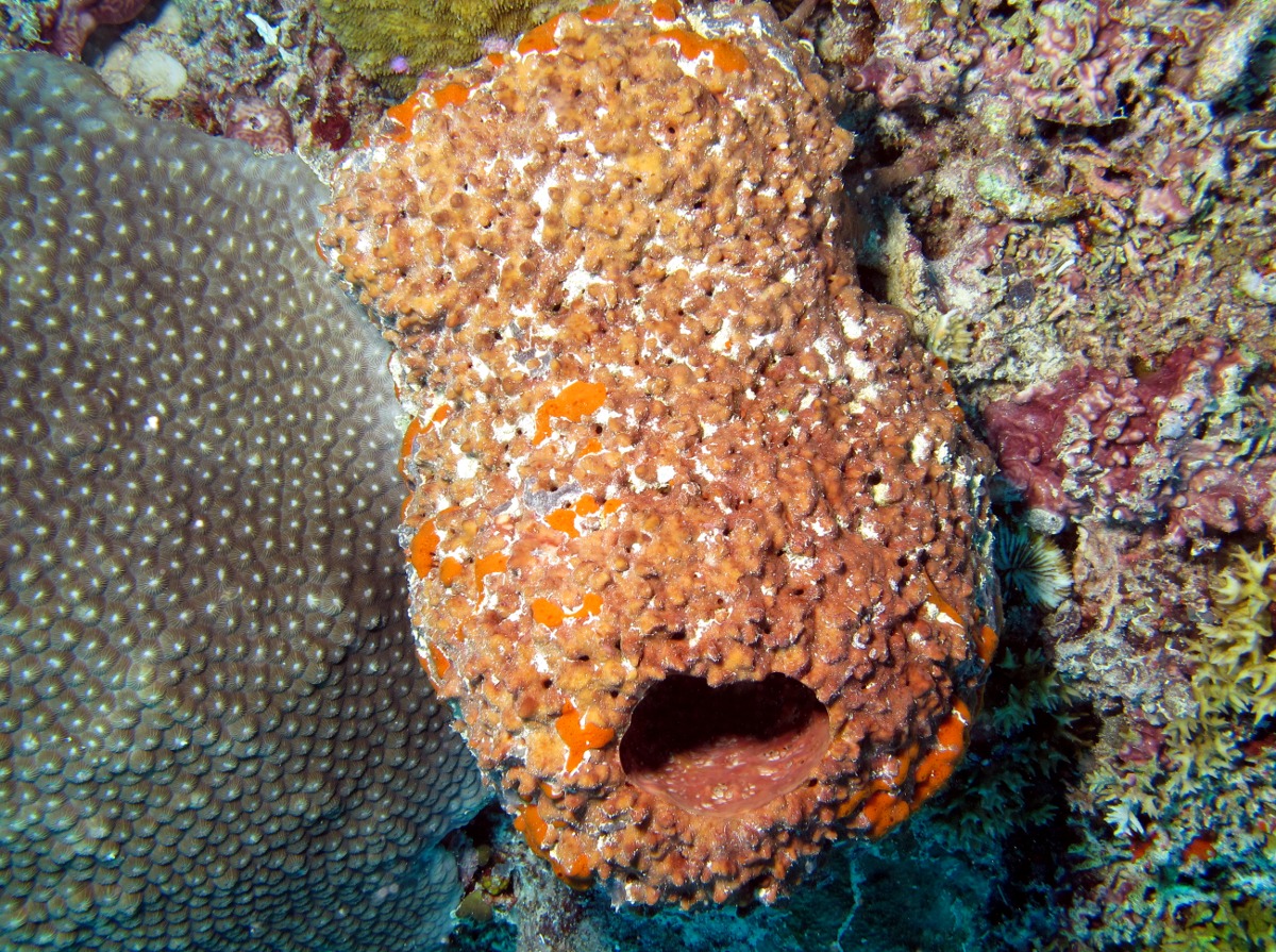 Stelletinopsis isis - Stelletinopsis isis