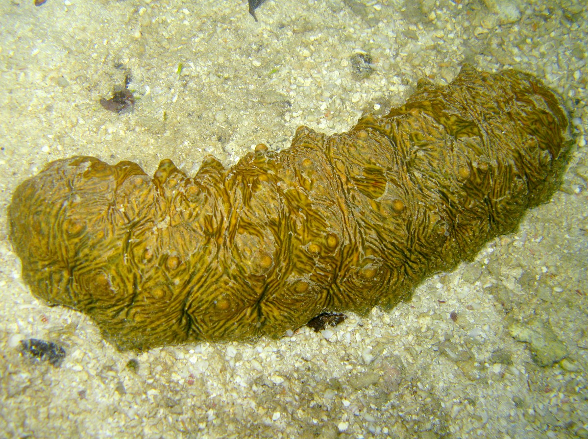 Brown Curryfish Sea Cucumber - Stichopus vastus